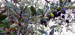 La raccolta delle olive